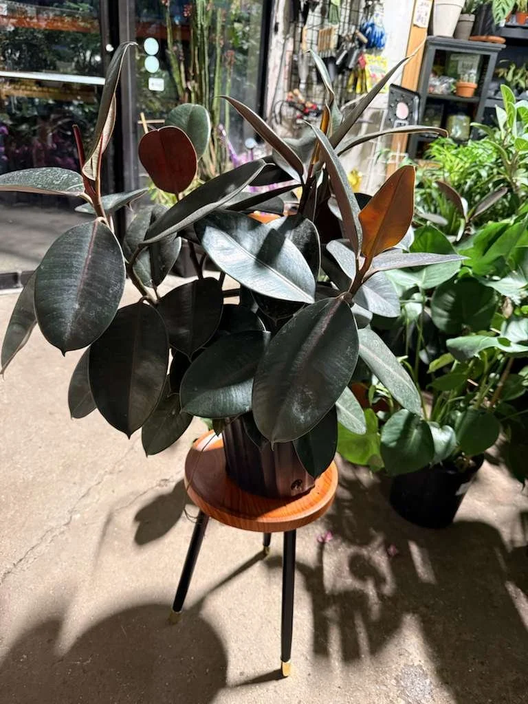 WhatsApp Image 2026-01-15 at 5.58.49 PM (1).jpeg