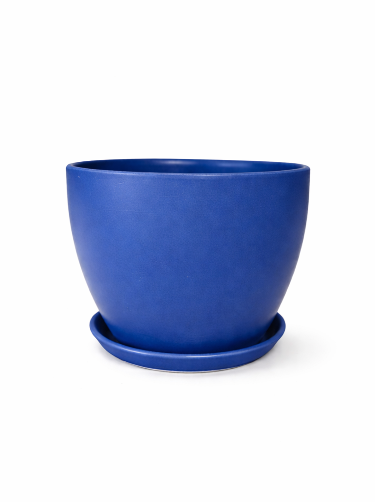 Cobalt blue elegance with Anthurium blooms.png