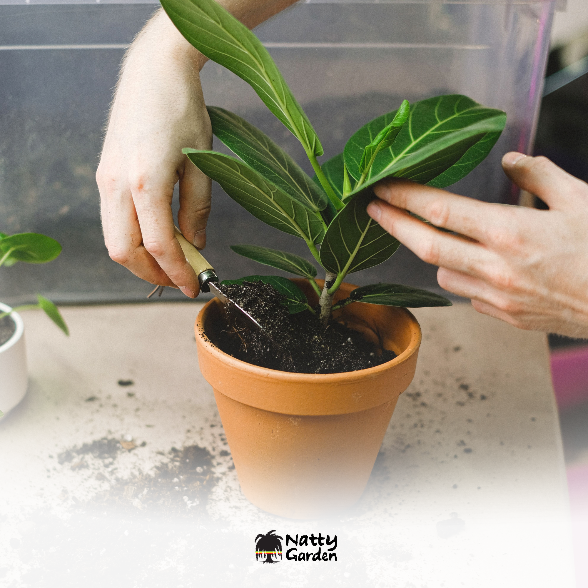 repotting.png (Copy) (Copy) (Copy)