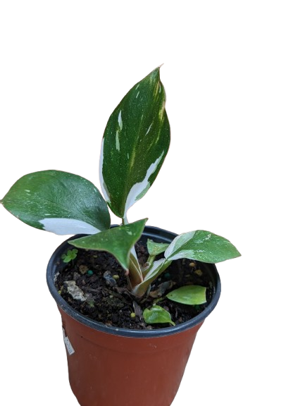 soil mix for pothos Chunky Classic Potting Mix  Peat, Perlite & Bark Soil for Houseplants   Happy Houseplant Haven