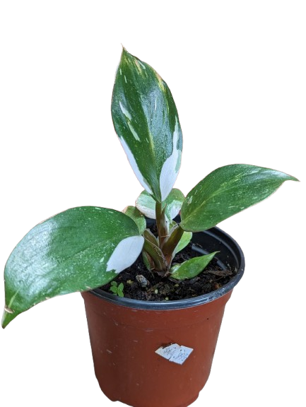 strawberries and cream hydrangea plant Hydrangea macrophylla 'Strawberries & Cream' – Pikirangi Online Garden  Centre