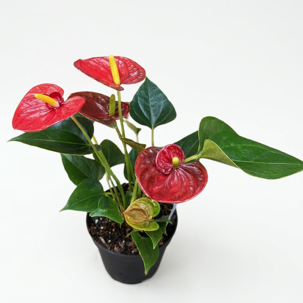 Anthurium (Flamingo Lily)
