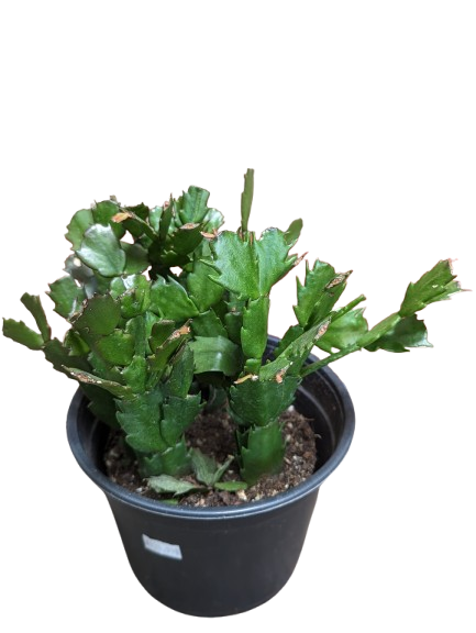 efeu als bodendecker unter rosen Gemeiner Efeu (Hedera helix) als Bodendecker kaufen