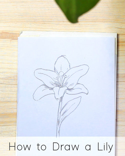 How To Draw Flowers: Step By Step Tutorials For Beginners - Jeyram Drawing  Tutorials