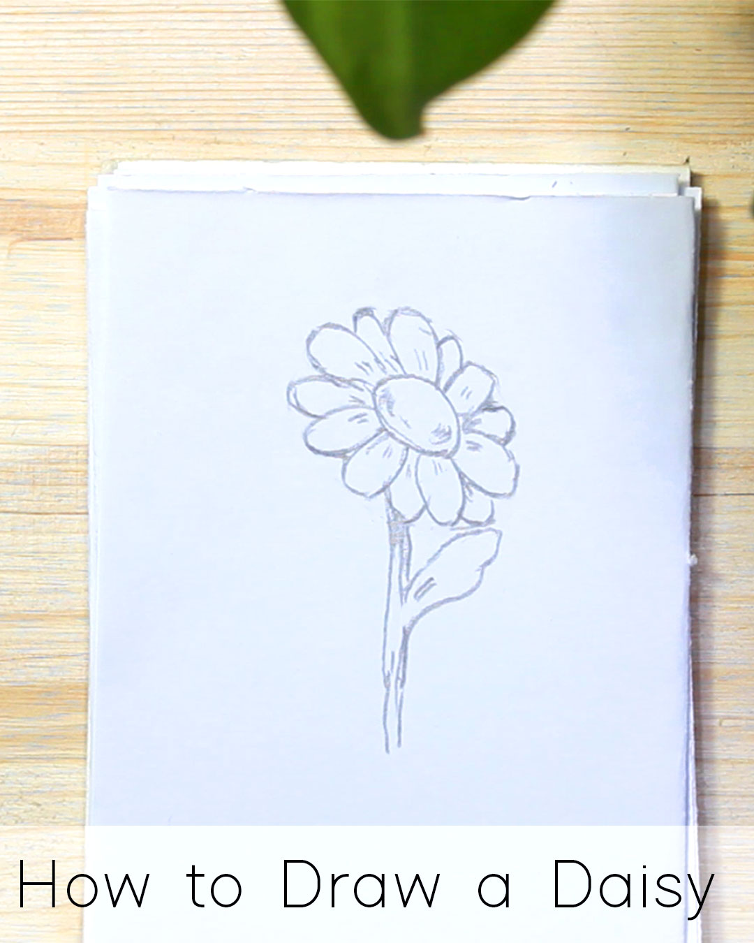 How to Draw a Daisy
