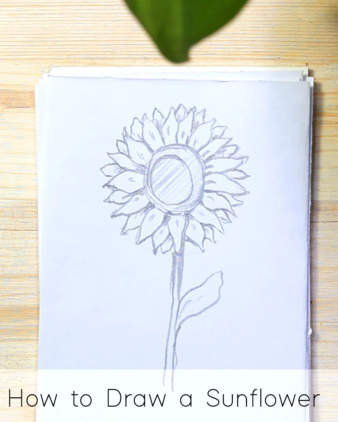 How to Draw a Sunflower