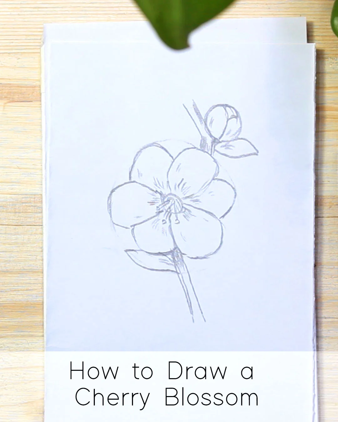 Easy Flower Drawing Tutorials Best Flower Site