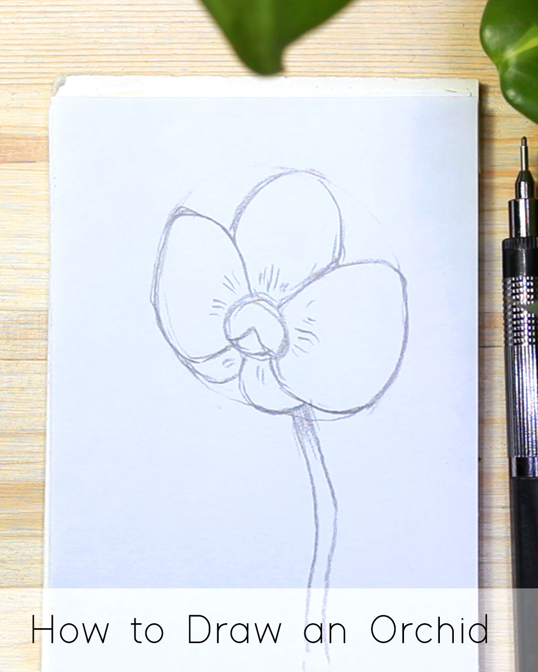 How to Draw an Orchid