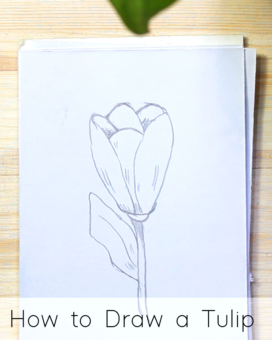 How to Draw a Tulip