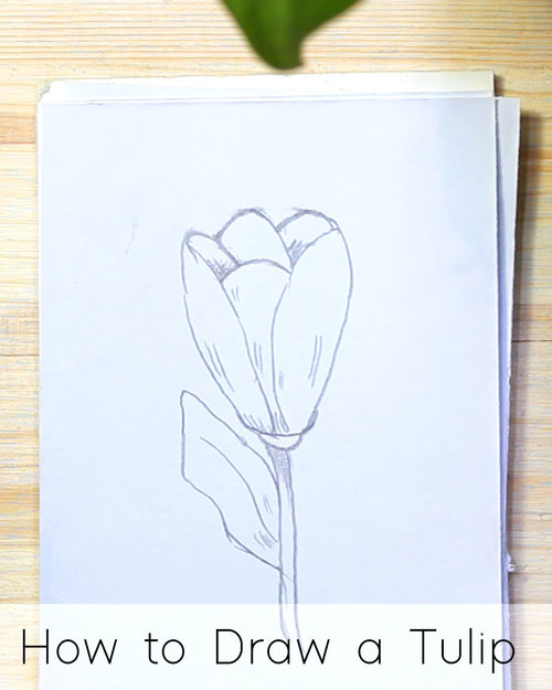  How to Draw Flowers: Book For Adults With Large Easy  Step-by-Step Instructions To Draw Beautiful Flowers Including Sunflower,  Rose, Lotus and More: 9798390751848: Kelthy, Aunty: Books