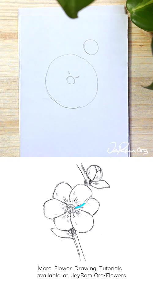 Wallpaper How To Draw A Sakura Cherry Blossom Step By Step For Beginners HD