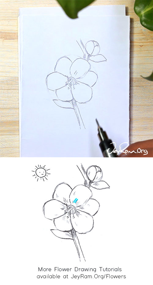 How to Draw a Sakura Cherry Blossom : Step by Step for Beginners