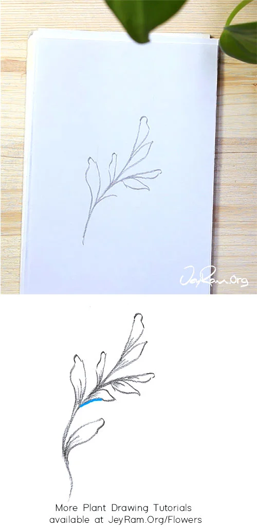 pix How To Draw A Vine how to draw leaf vines step by step