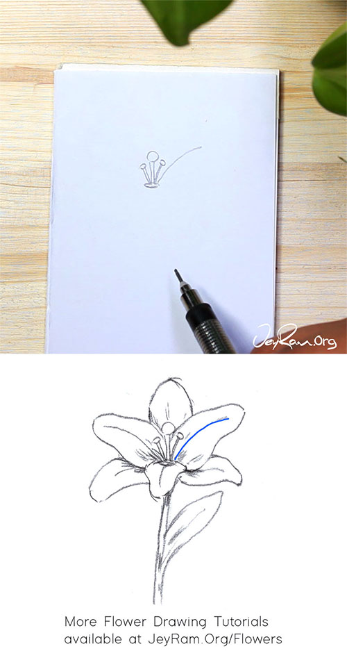 How To Draw A Lily Step By Step For Beginners Jeyram Art Perfect for sketching, bullet journal and art journaling. how to draw a lily step by step for