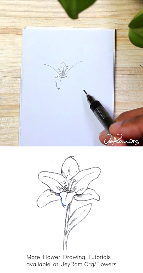 How To Draw A Lily Step By Step For Beginners Jeyram Art Photo 3 (12 pieces jigsaw puzzle). how to draw a lily step by step for