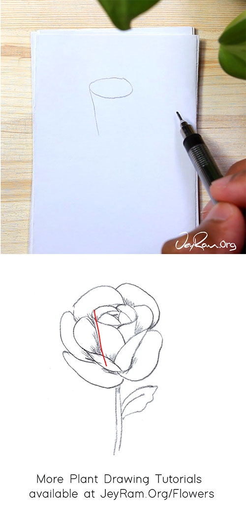 How To Draw A Rose Step By Step For Beginners Jeyram Art