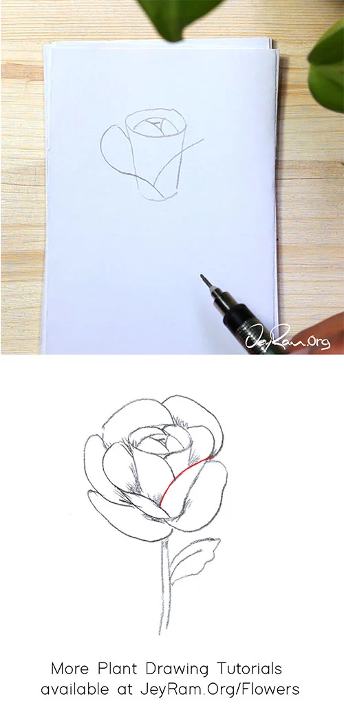 How To Draw A Rose Step By Step For Beginners Jeyram Art
