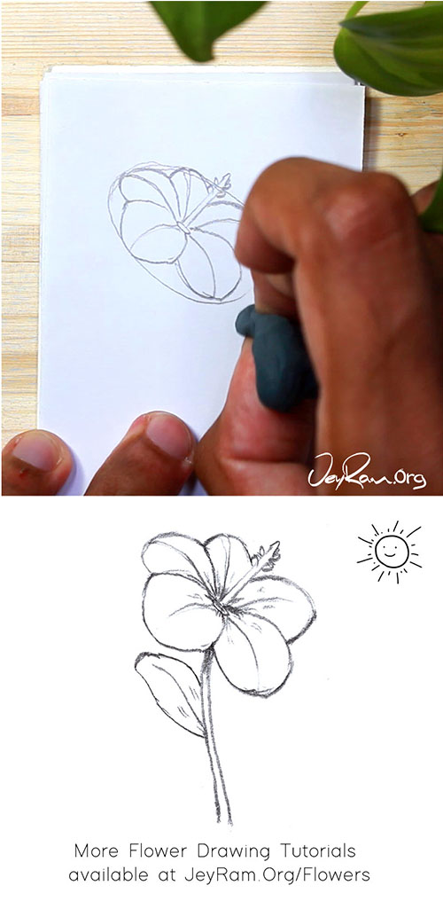 How To Draw A Hibiscus Step By