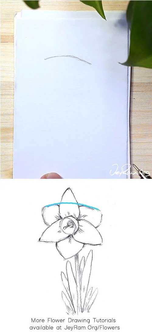 How To Draw A Daffodil Step By Step Jeyram Art Do you want a step by step lesson especially for kids? how to draw a daffodil step by step