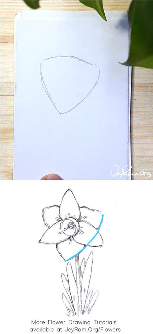 How To Draw A Daffodil Step By Step Jeyram Art Daffodils line drawing greeting card by adamregester redbubble. how to draw a daffodil step by step