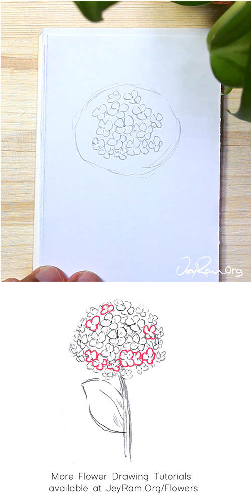 How To Draw A Hydrangea Step By Step Jeyram Art