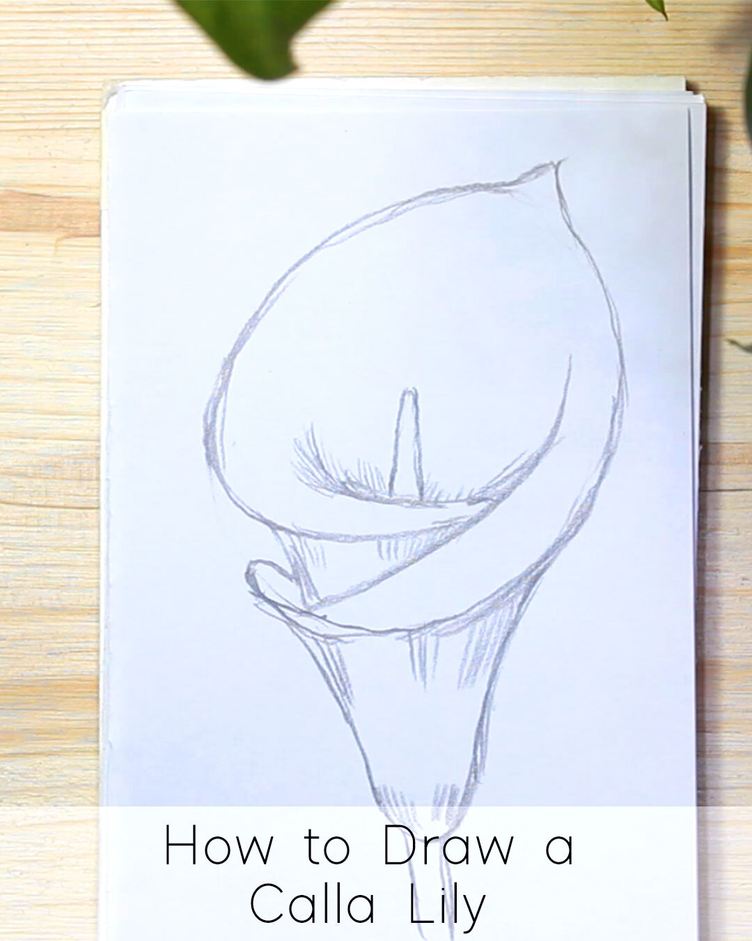 How to Draw a Calla Lily