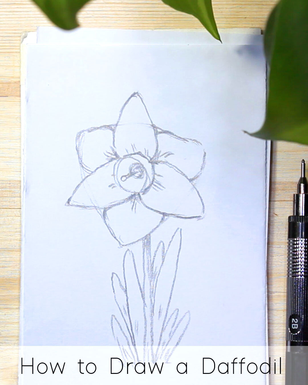 How to Draw a Daffodil