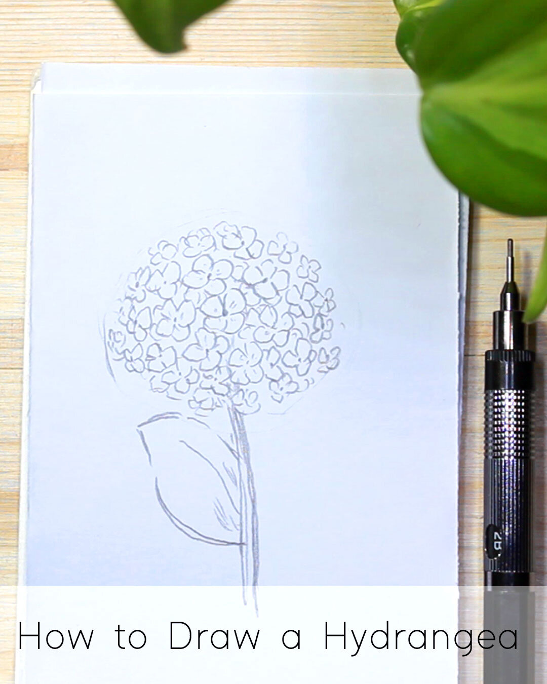 How to Draw a Hydrangea