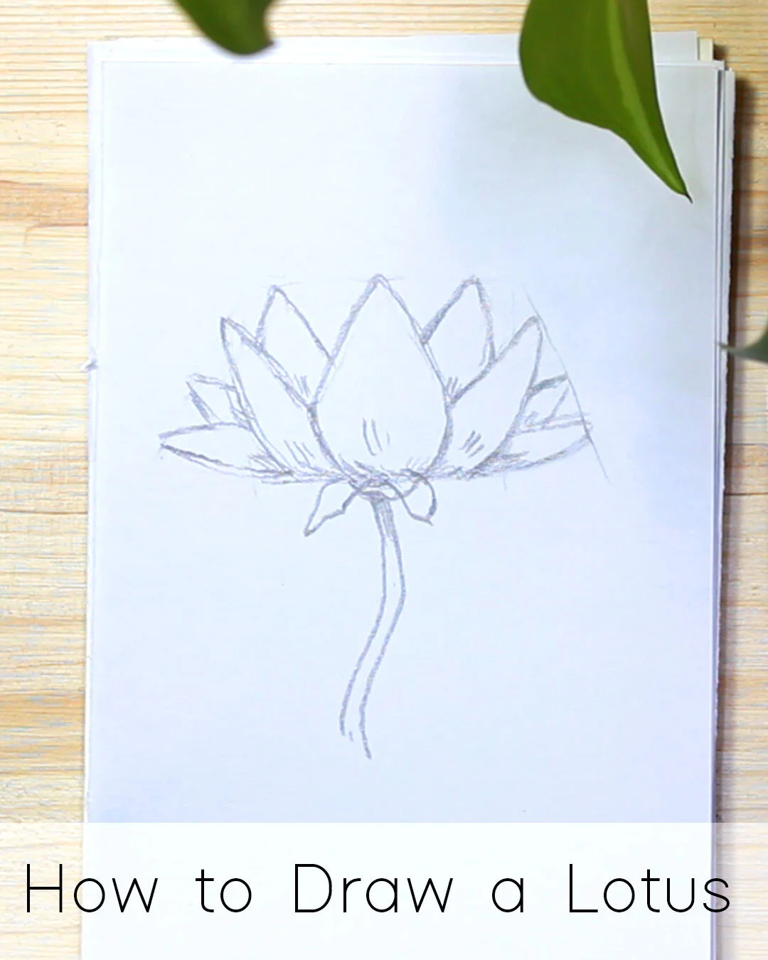 How to Draw a Lotus