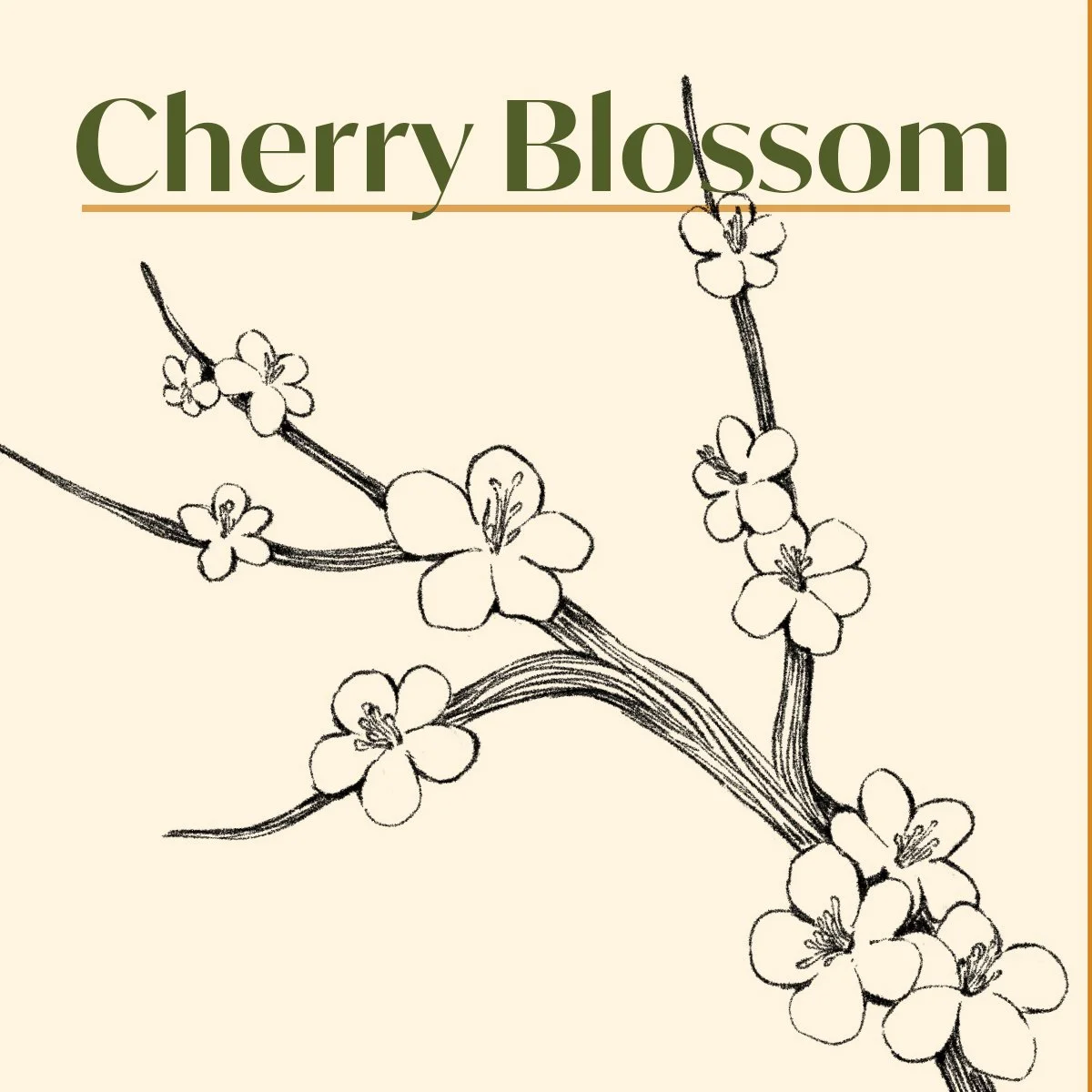 How to Draw Cherry Blossom for Beginners Easy Step by Step