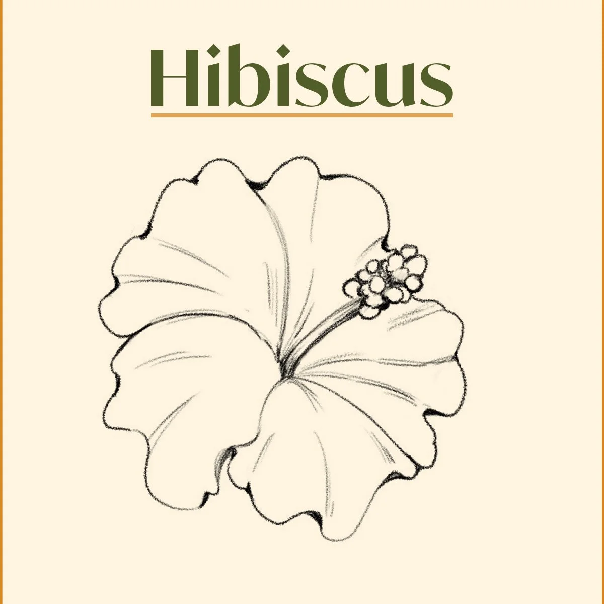 How to Draw a Hibiscus Flower for Beginners Easy Step by Spte.jpg