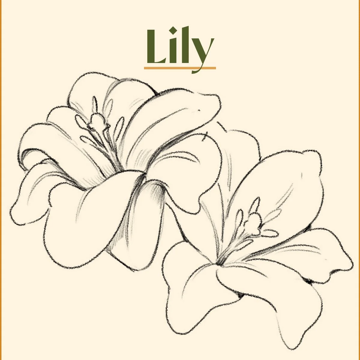 How to Draw a Lily Flower for Beginners Easy Step by Step.jpg