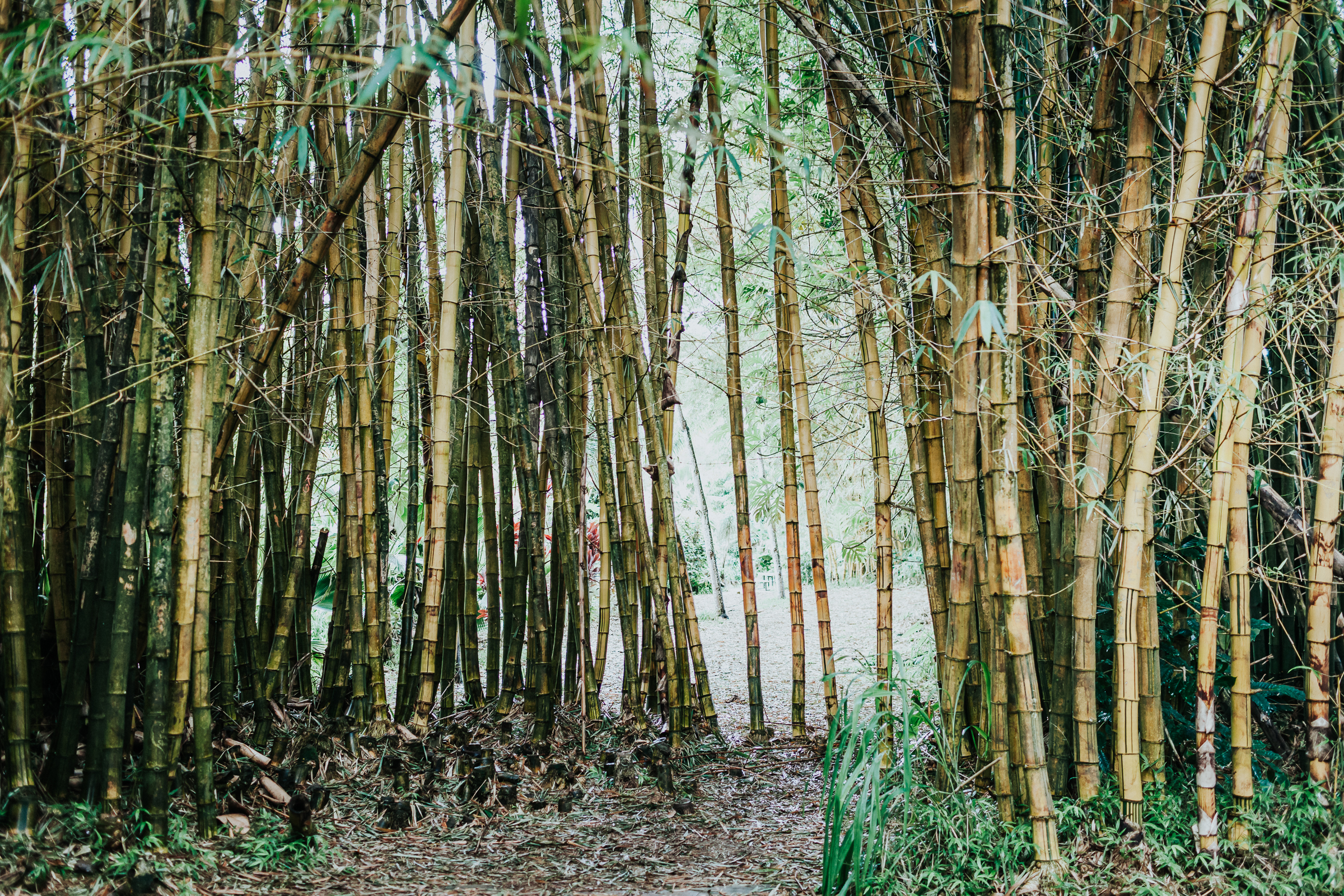 The bamboo is a common thing in the jungles of Maui!