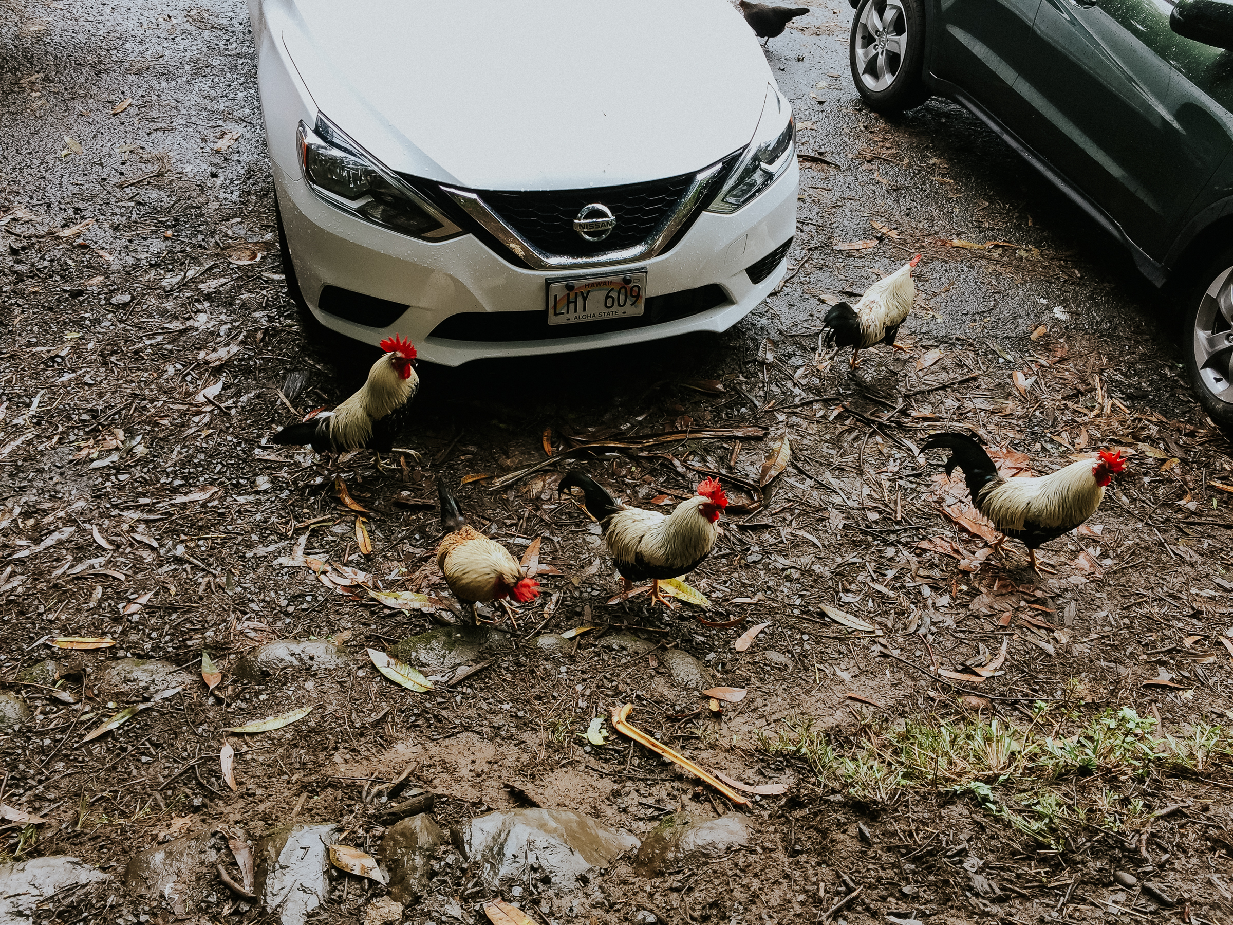 Maui has chicken and cats everywhere and I am not exaggerating:) 