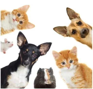 Blessing of the Pets