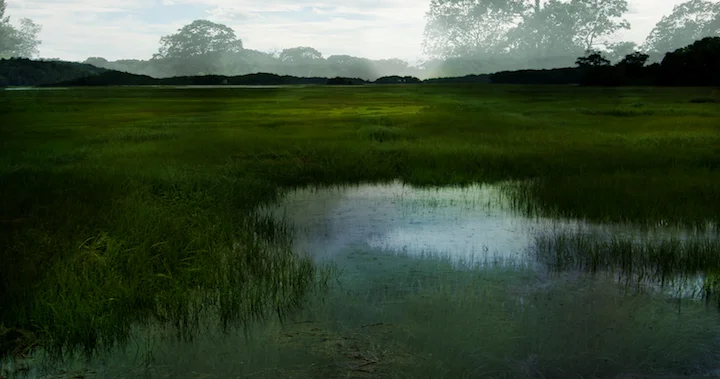 marsh landscape panorama web green trees.jpg