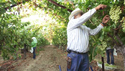 A field worker trimming a bunch of grapes