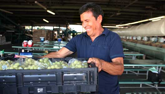 An employee inspecting a packed box of grapes