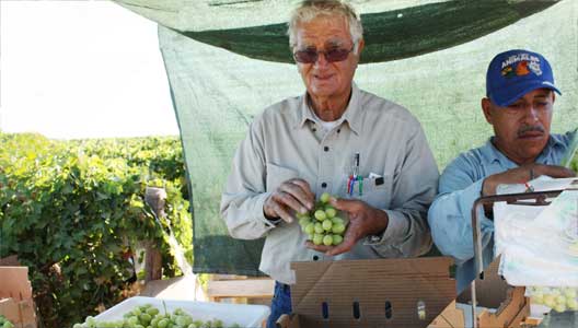 Sal Giumarra inspecting a bunch of grapes