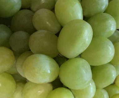  Early Sweet is an early harvest grape. &nbsp;They are large and green to creamy in color with a very sweet flavor that has a touch of muscat. 