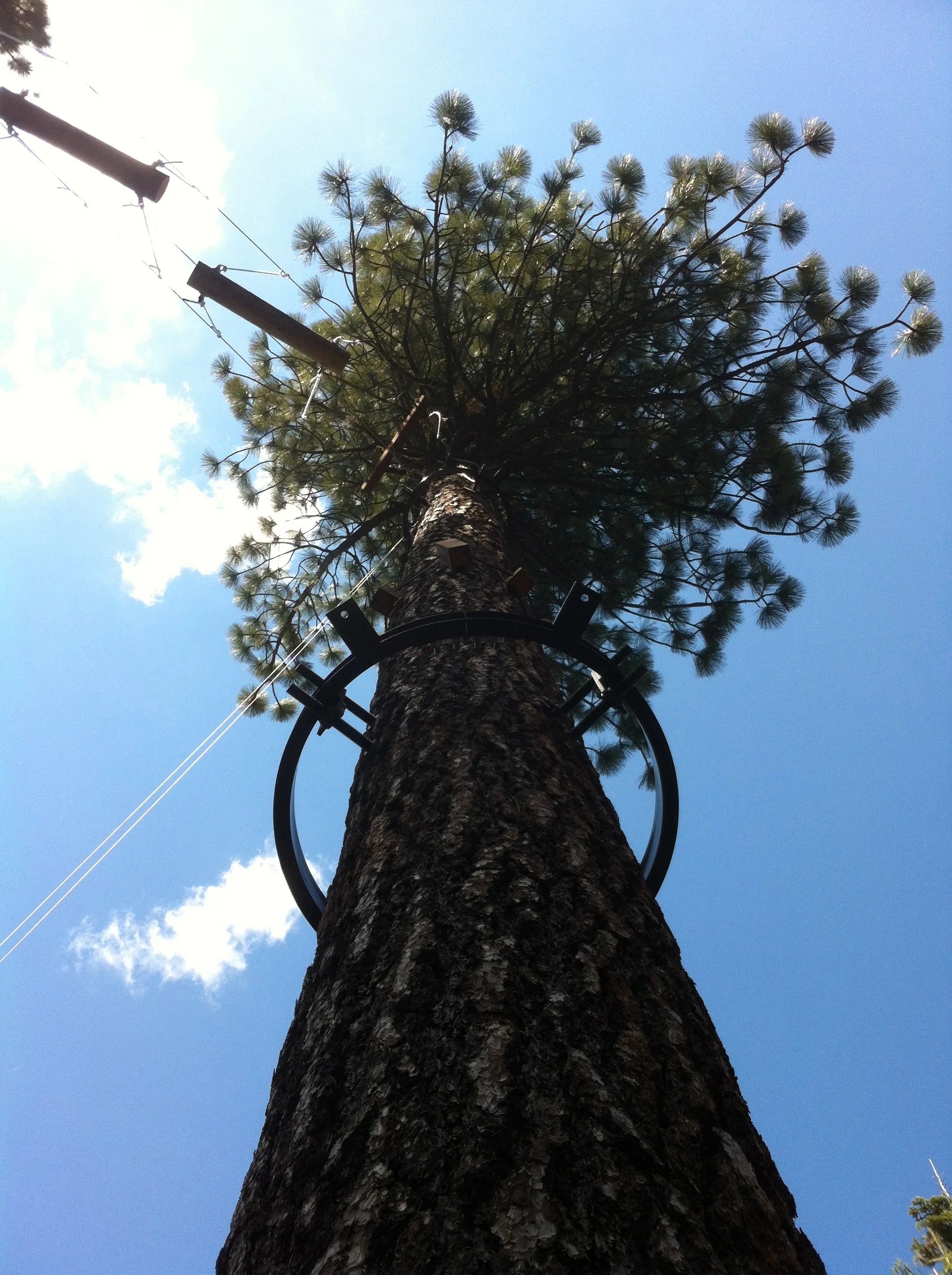 Environmentally friendly tree ring