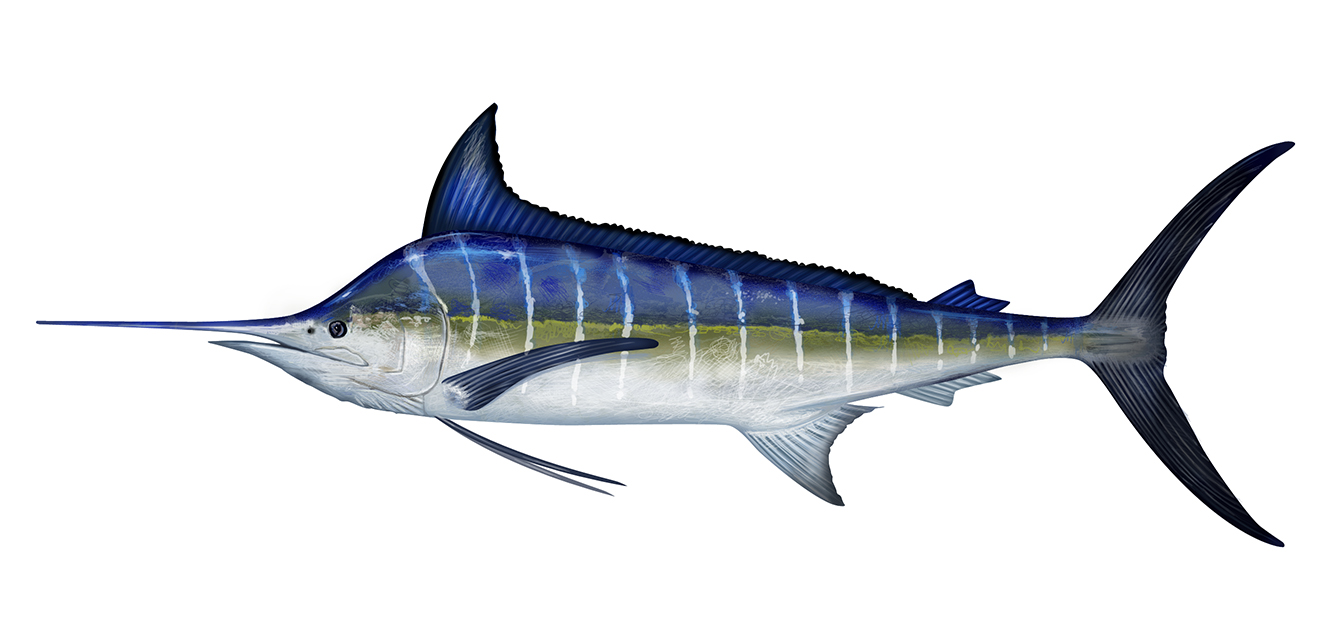 Notes: From the reference photos, it looks like there is a greenish band that runs the length of the fish. Also the vertical white lines, on some reference images, turn darker towards the belly. Some images show these lines staying a light color. Please let me know which is correct. -Jack