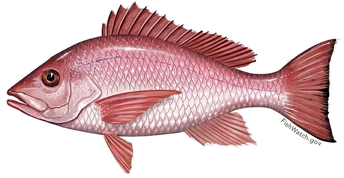 Snapper_Red.jpg