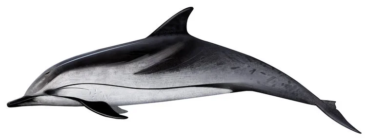 Dolphin_Striped.jpg