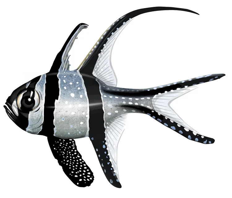 Cardinalfish_Banggai.jpg