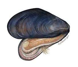 Blue_Mussel.jpg