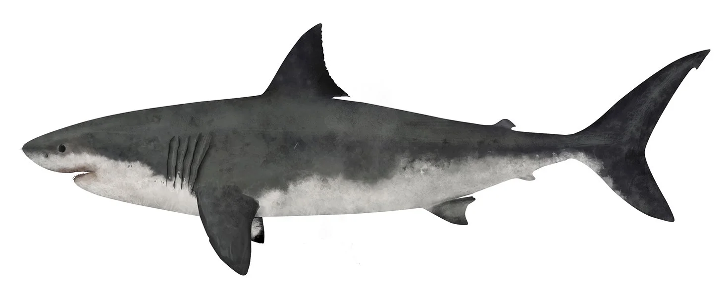 Shark_Great_White_R_150.jpg