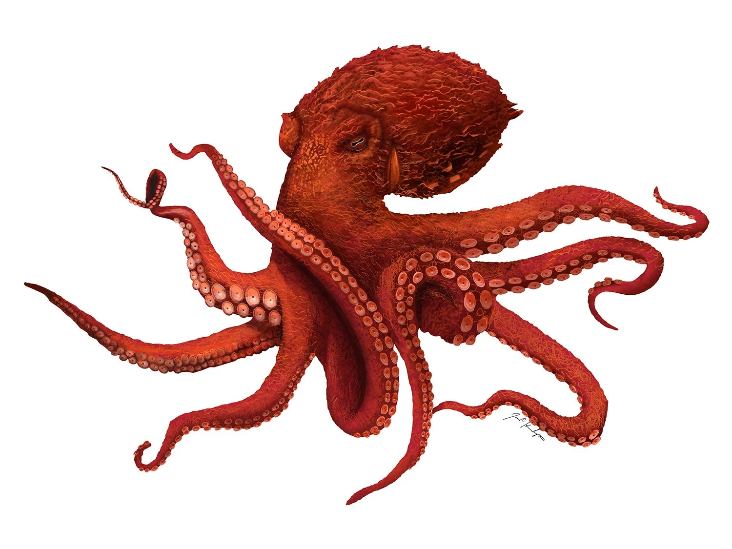 Octopus_Giant_Pacific_LR.jpg