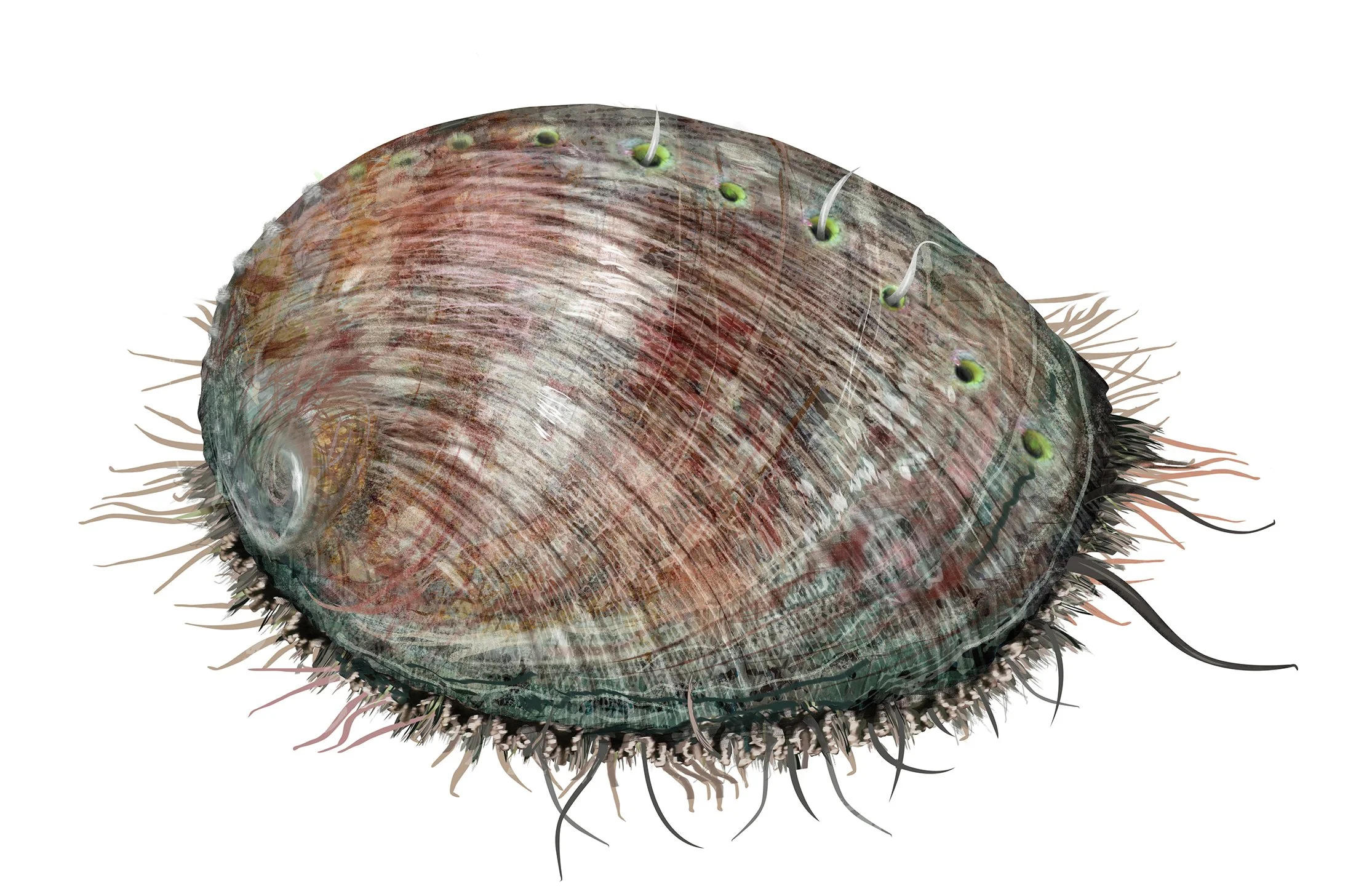 Green_Abalone_RV_150.jpg