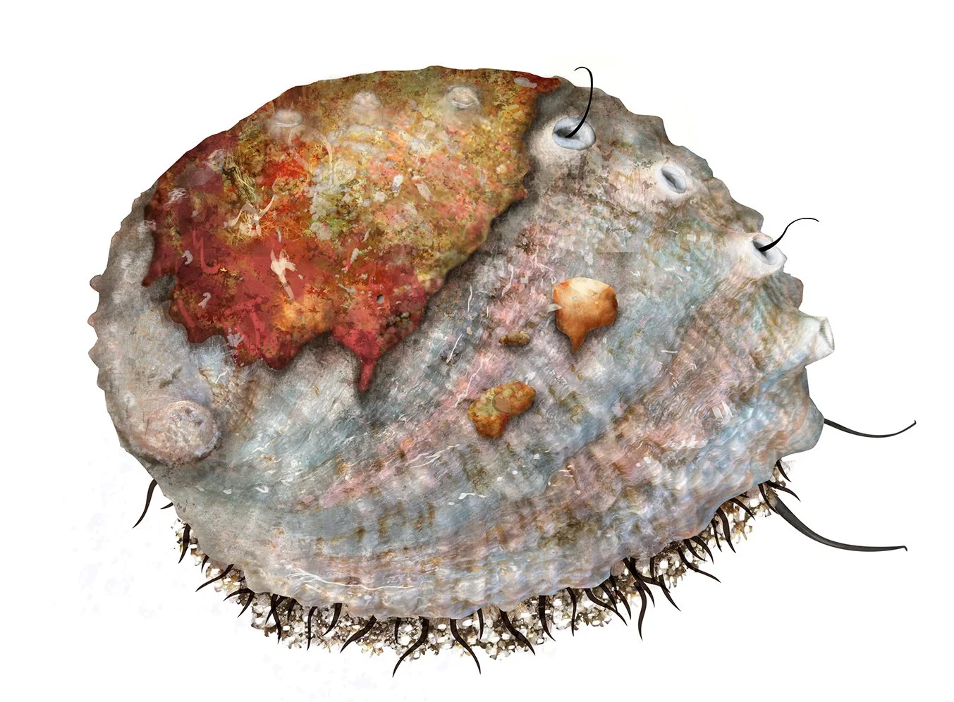 Abalone_Pink_RV_150.jpg